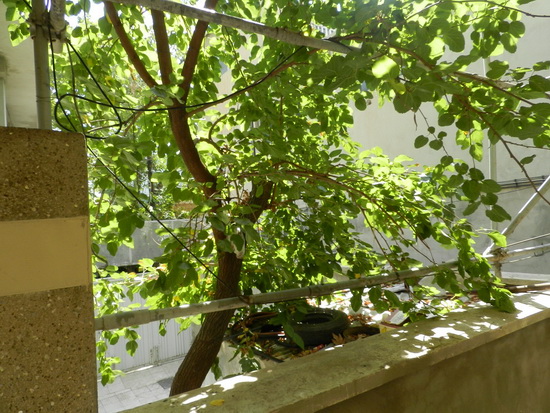 sediyani-20120205-14.jpg sediyani-20120205-14.jpg
