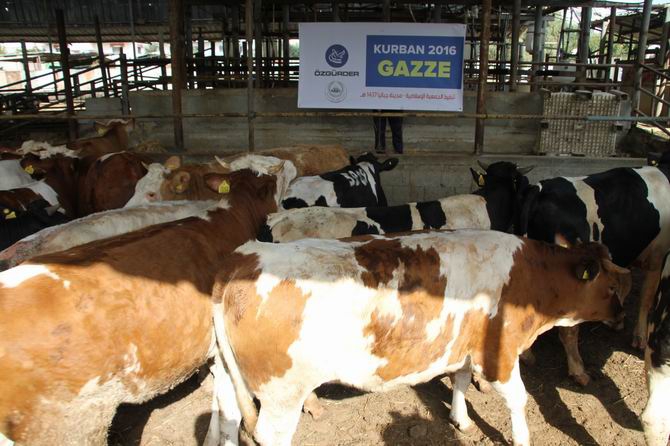 Özgür-Der Mensuplarının Kurbanları Gazze'de Kesildi 2