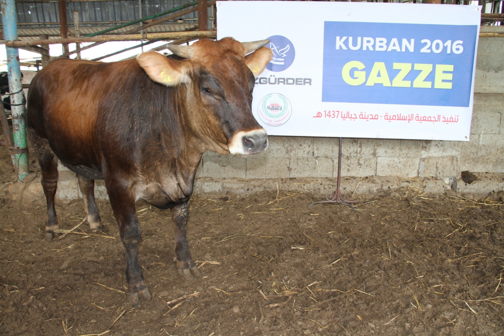 Özgür-Der Mensuplarının Kurbanları Gazze'de Kesildi 3