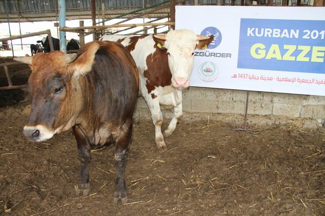 Özgür-Der Mensuplarının Kurbanları Gazze'de Kesildi 4