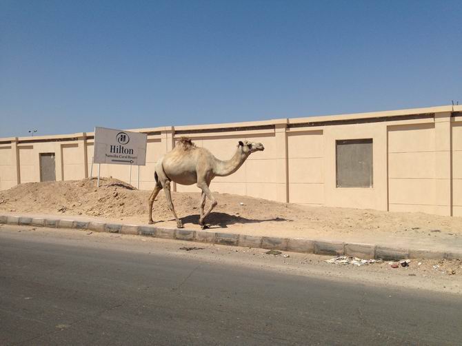 Cidde’den Mısır’a Gezi Günlüğü - Muhsin Önal Mengüşoğlu 23