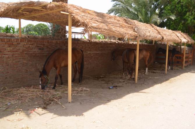 Cidde’den Mısır’a Gezi Günlüğü - 4 Muhsin Ö. Mengüşoğlu 21