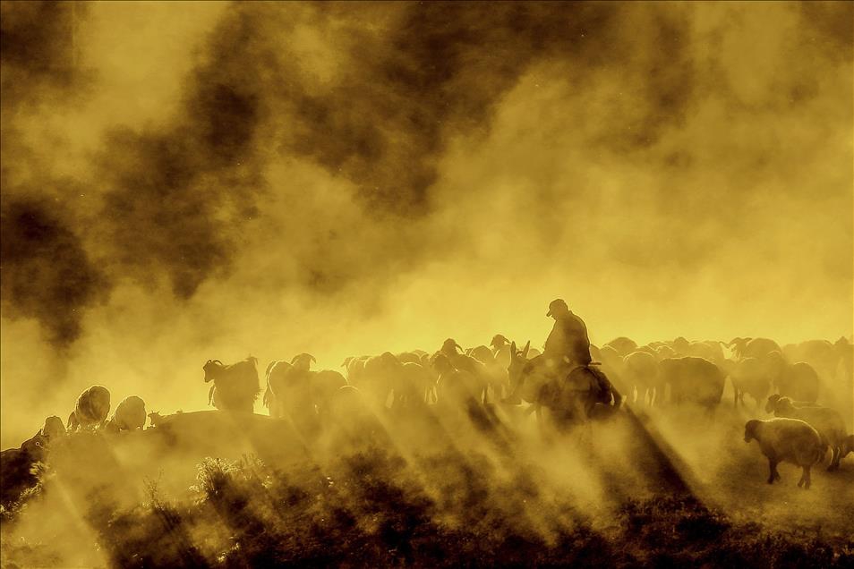 Anadolu Ajansının Gözüyle 2015 21