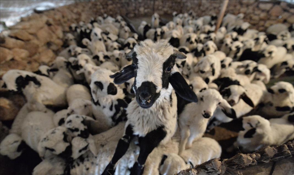 Göçerlerin Hayatı PKK’nın Saldırıları İle Daha Zorlaştı 5