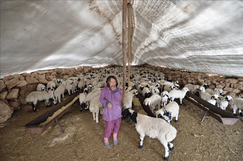 Göçerlerin Hayatı PKK’nın Saldırıları İle Daha Zorlaştı 8