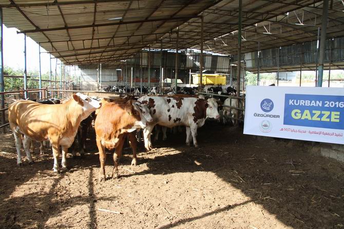 Özgür-Der Mensuplarının Kurbanları Gazze'de Kesildi 1