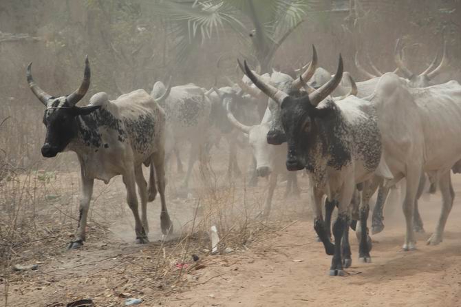 Çad’da AID ve TİKA’dan Mülteci Çocuklara Sünnet Hizmeti 2