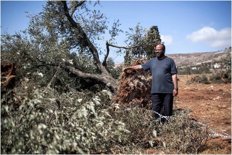 Fotoğraflarla Filistin: Ağustos 2025 29