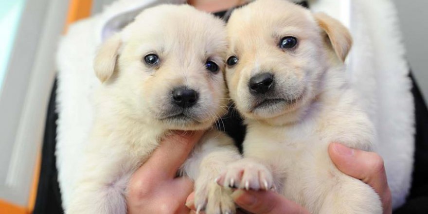 'Petshoplarda Hayvan Satışı Yasaklanacak'