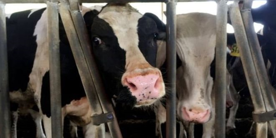 Ambargo Altındaki Katar’a Havadan Sığır Takviyesi