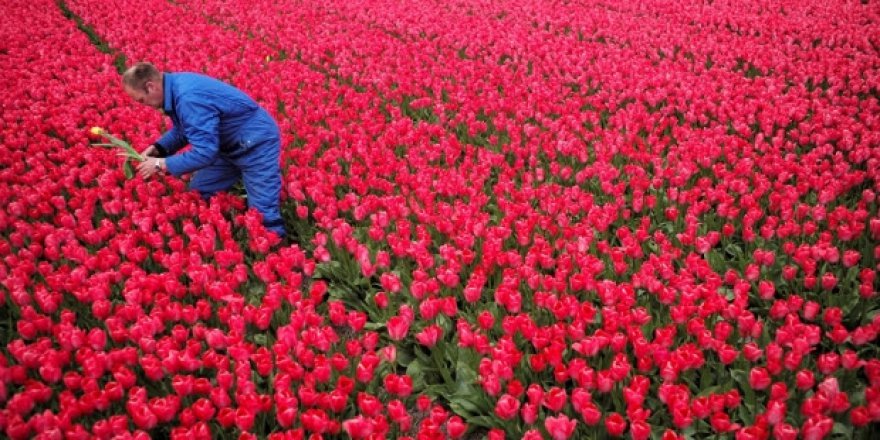 Lale İthalatı Devlet Sırrı Olabilir mi?