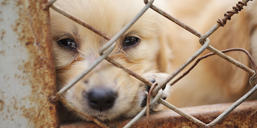 Hayvanlara Eziyet Edenlere Hapis Cezası Geliyor