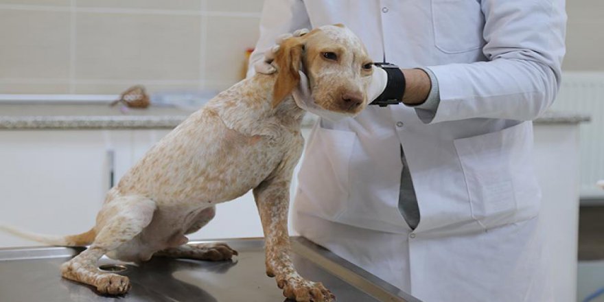 Veteriner Hekimlere Uzmanlık Yolu Açılıyor