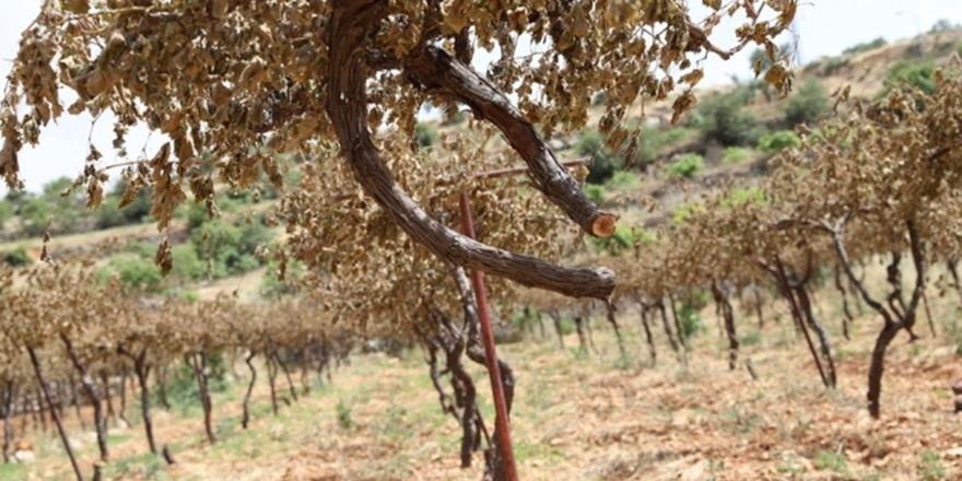 İsrailli Yerleşimciler Bir Günde 800 Üzüm Asmasını Kesti!
