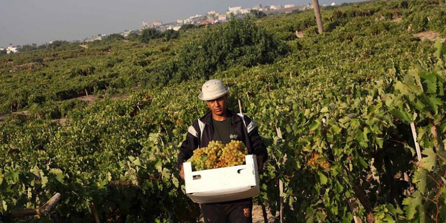 Yahudi İşgalciler Filistinlilere Ait 350 Üzüm Ağacını Kesti