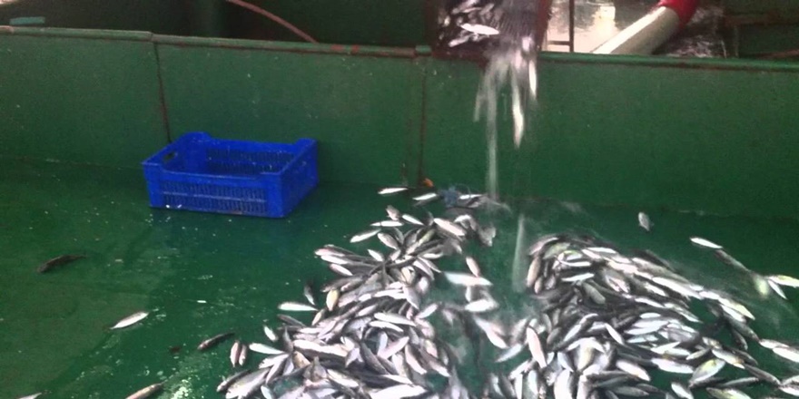 Balık İsrafında Rekor Artış: Avlanan Balığın Üçte İkisi Çöpe Gidiyor!