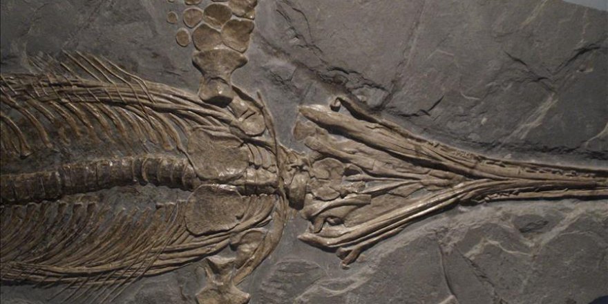 Çin'de 174 Milyon Yıllık Dinozor Fosili Bulundu