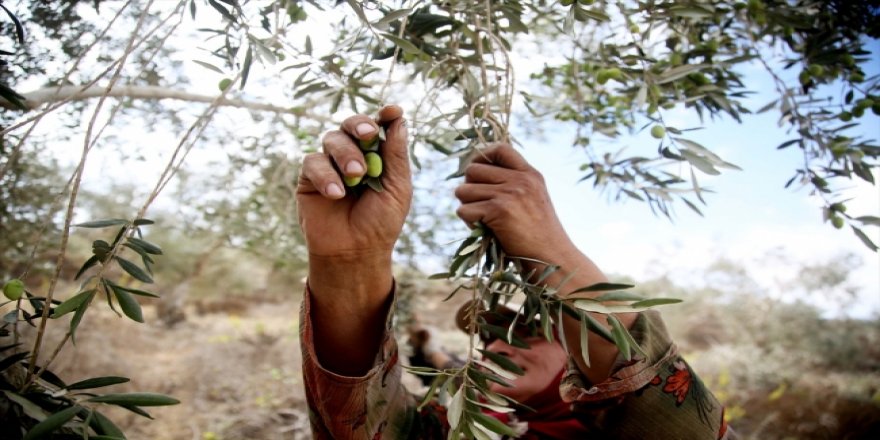 Zeytin Hasadında Yahudi Yağmacı Korkusu