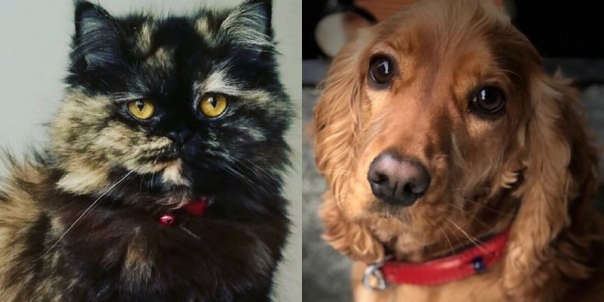 İngiltere’de Kedi ve Köpek Satışı Yasaklanıyor