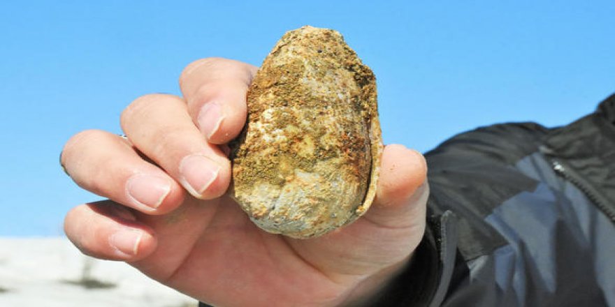 Muş'ta 11 Milyon Yıllık Midye Kabuğu ve Salyangoz Fosilleri Bulundu