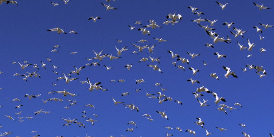 Çıldır Gölü Göçmen Kuşlarla Şenlendi