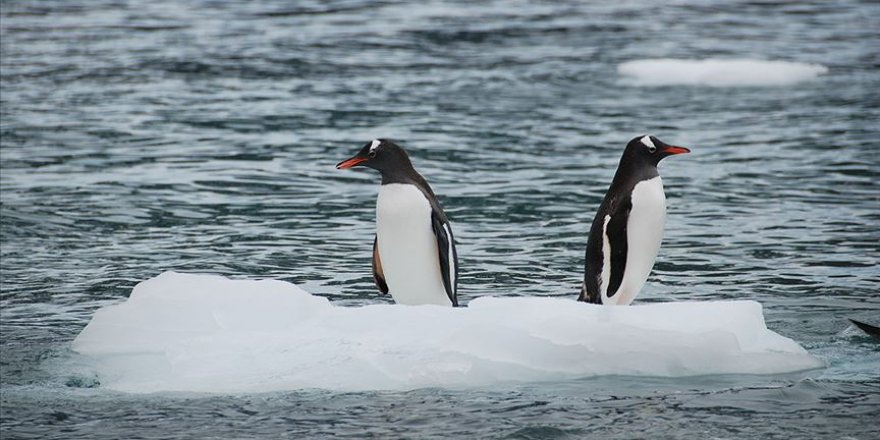 Ekolojik Dengenin Bozulması Felaketleri Beraberinde Getiriyor