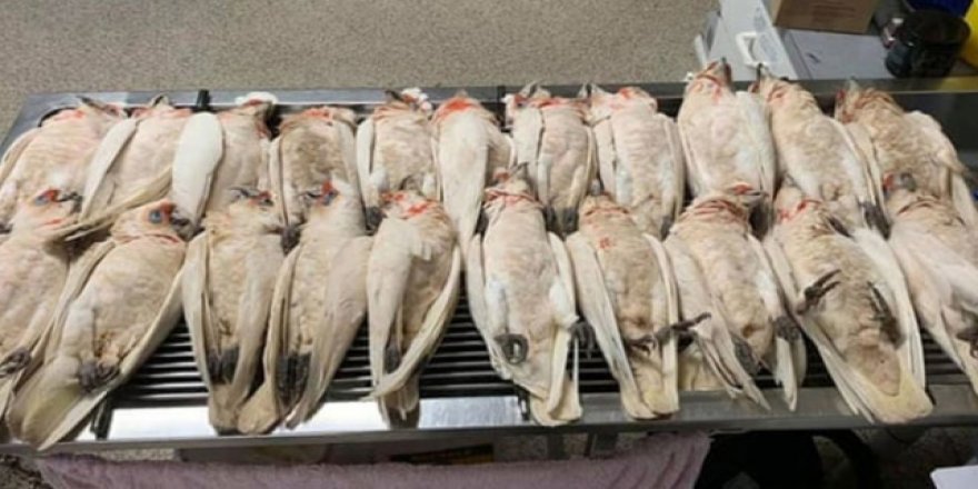Avustralya'da 60'tan Fazla Kuş Ölü Bulundu