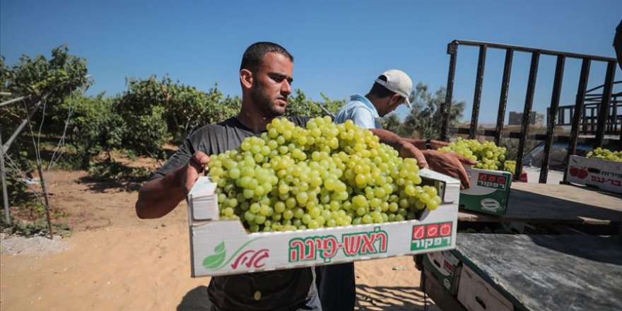 Gazze'de Üzüm Hasadı Kötü Başladı