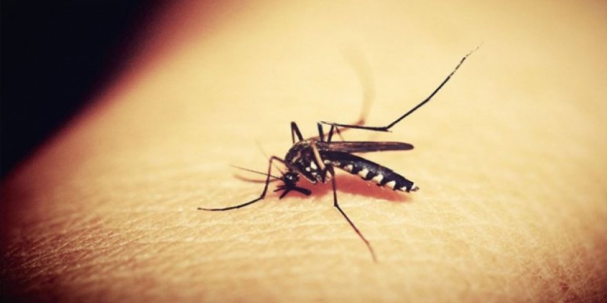 Tarihte En Fazla İnsan Ölümüne Sivrisinekler Sebep Oldu