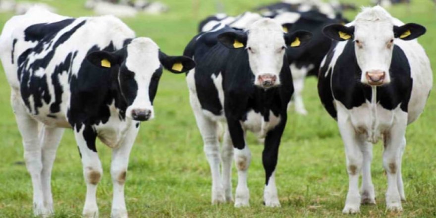 Belçika Valonya Bölgesinde Helal Kesimi Yasakladı