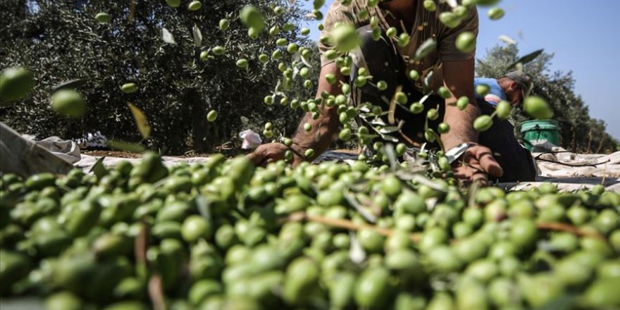 İşgalciler Filistinlilerin Zeytinlerini Çaldı