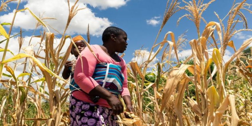 Zimbabve'de Nüfusun Yarısı Gıda Güvenliği Kriziyle Karşı Karşıya