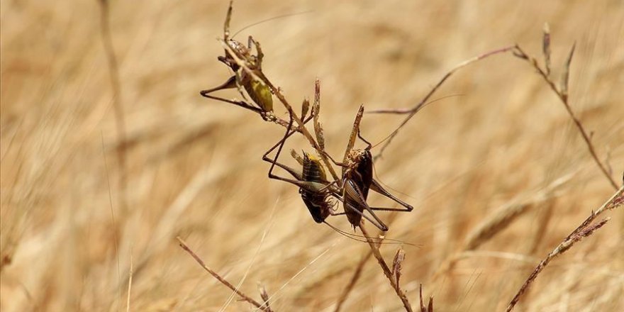 Somali Son 25 Yılın En Büyük Çekirge İstilasıyla Karşı Karşıya
