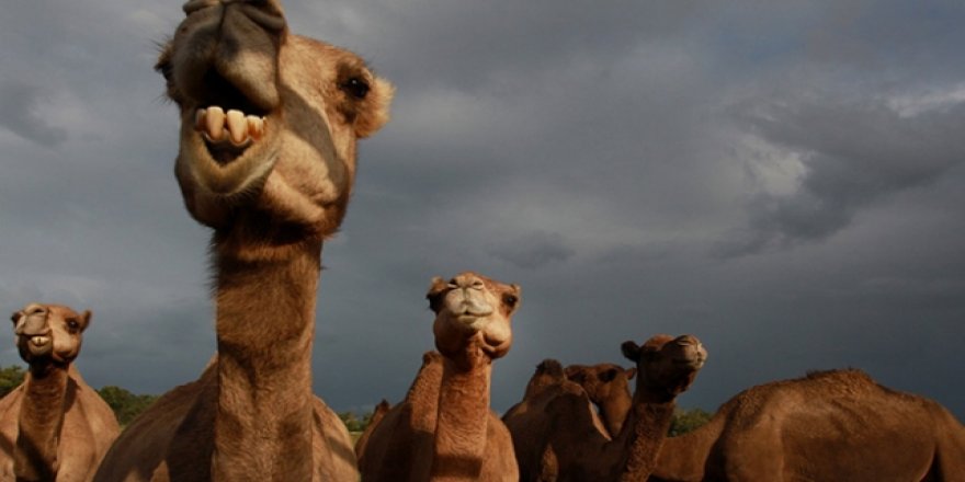 Keskin Nişancılar Hazırlandı, Avustralya'da Deve Katliamı Başlıyor