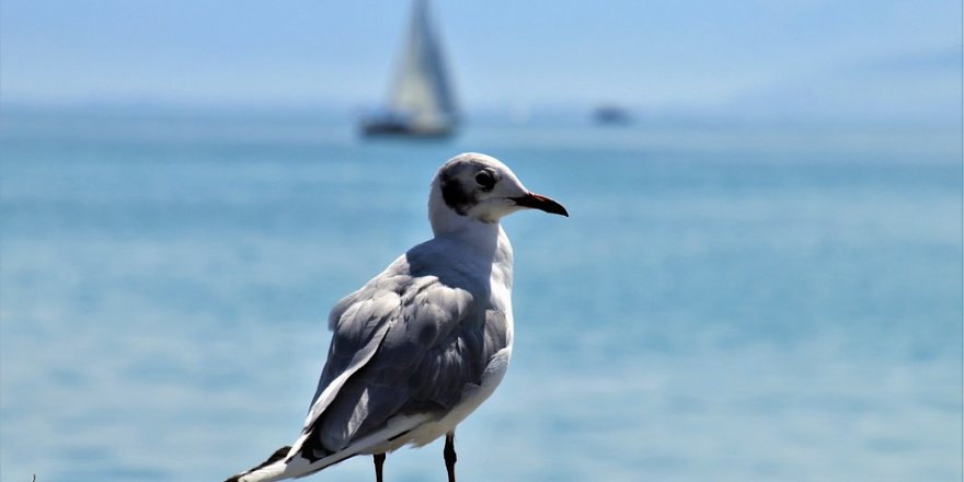 'Okyanustaki Dev Sıcak Su Kütlesi Bir Milyon Kuşun Ölümüne Neden Oldu' 
