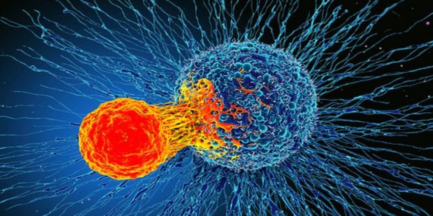 Bağışıklık Sisteminin Yeni Keşfedilen Özelliği 'Tüm Kanserleri Tedavi Edebilir'