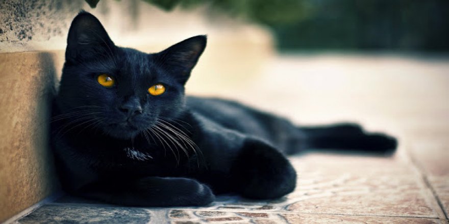 Vietnam'da Kovid-19'a Çare Diye Siyah Kedileri Yedikleri İddia Edildi
