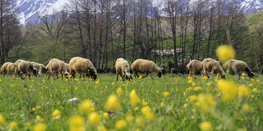 İlkbaharın Gelişiyle Ovacık'ta Güzel Manzaralar Oluştu