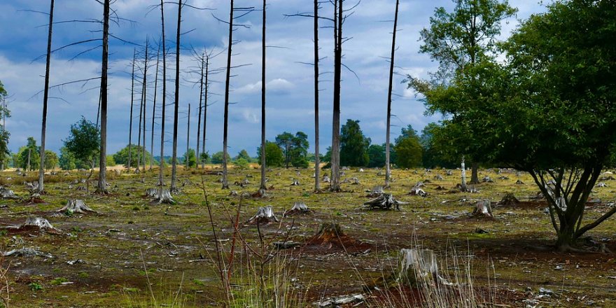 Kuraklık Nedeniyle Her Yıl 5,2 milyon Hektar Orman Arazisi Azalıyor