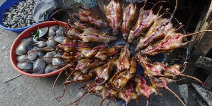 Vahşi Hayvan Pazarlarındaki Farelerde Farklı Koronavirüs Türleri Bulundu