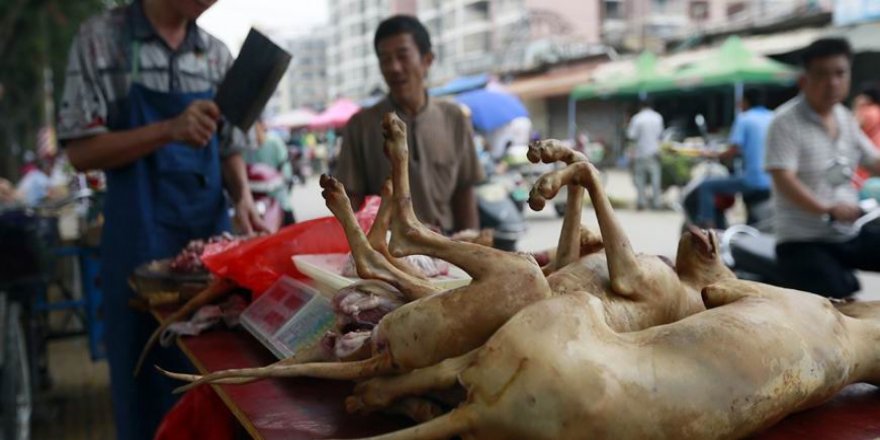 Çin'de On Binlerce Köpeğin Kesilerek Yenildiği 'Festival' Başladı