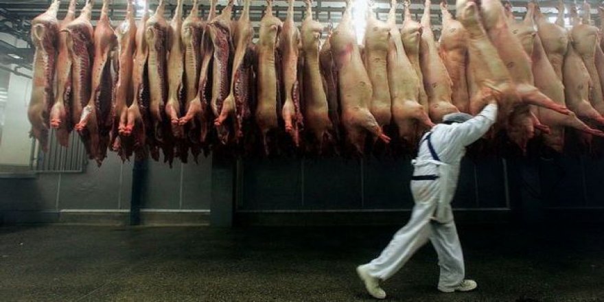 Mezbahalar ve Çiftliklerde Koronavirüs Vakaları Artıyor