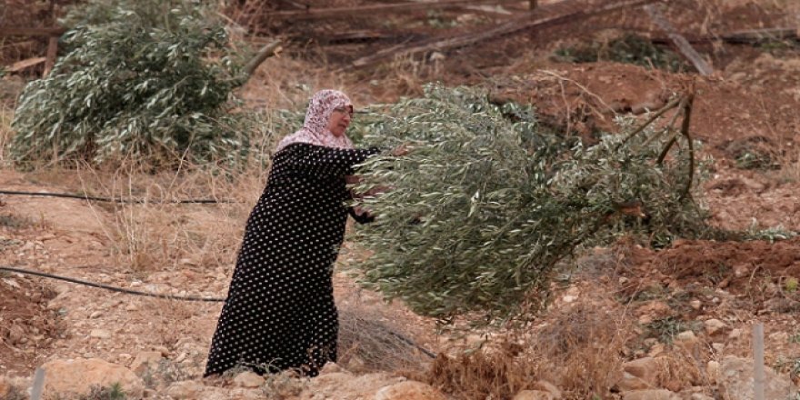İşgalciler Batı Şeria'da Filistinlilere Ait Zeytin Ağaçlarını Söktü