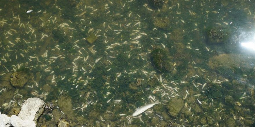 Küçükçekmece Gölü'nde Binlerce Ölü Balık Kıyıya Vurdu