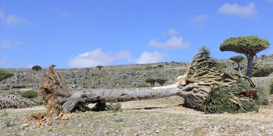 ''Sokotra'daki Ender Ağaçlar BAE'ye Kaçırılıyor''