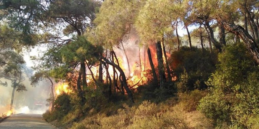 Heybeliada'da Orman Yangını