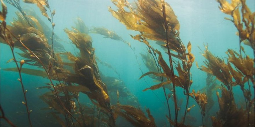 Deniz yosunu geleceğin gıdası ve yakıtı olabilir mi?