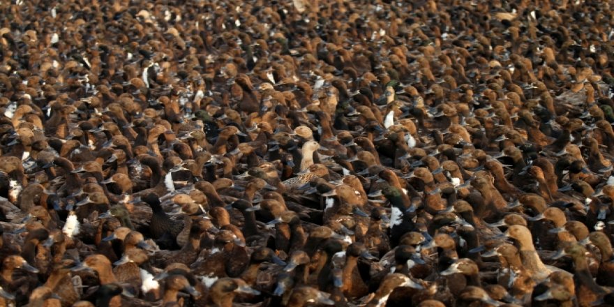 Tayland'da 10 bin ördek tarlaları güvende tutuyor