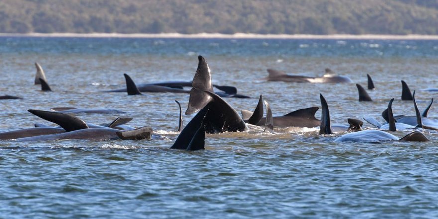 Avustralya'da sığ sularda mahsur kalan balinalardan en az 90'ı öldü