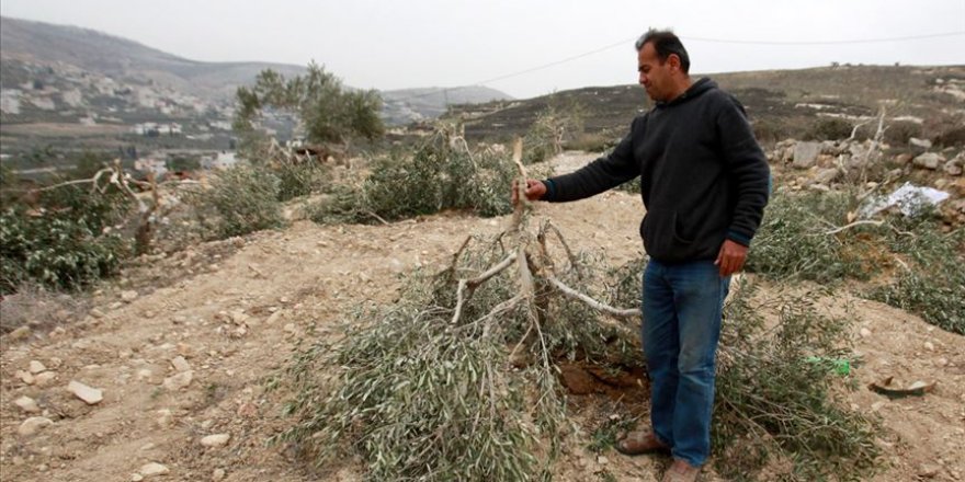 Yahudi yerleşimcilerin Filistinlilere ait zeytin ağaçlarına ve arazilere saldırıları arttı